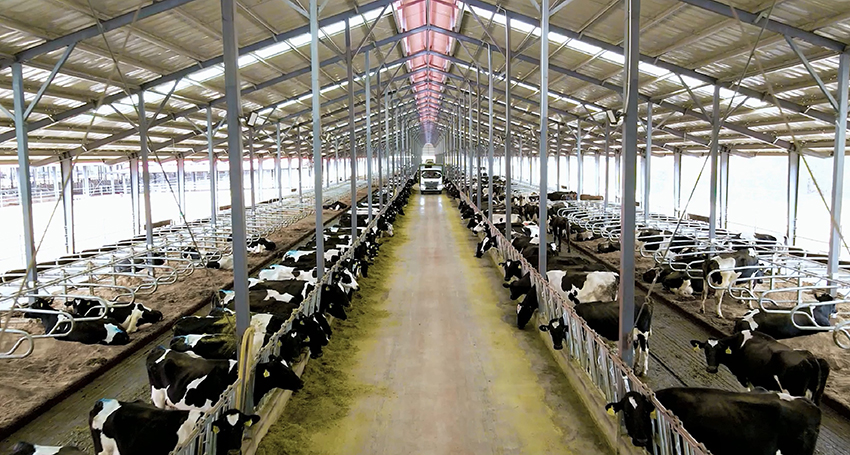 3云端牧场的牛舍内景。云端牧场供图