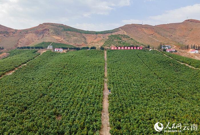 万千气象看云南大理宾川荒坡变绿洲柑橘甜如蜜