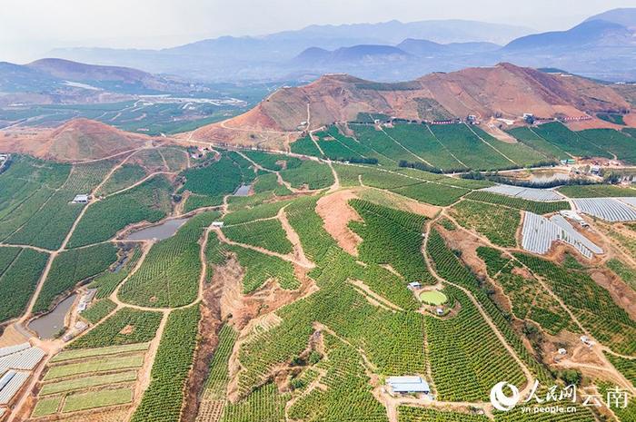 万千气象看云南大理宾川荒坡变绿洲柑橘甜如蜜