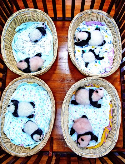 国宝大熊猫:从“濒危”到“易危” 国宝大熊猫:从“濒危”到“易危”