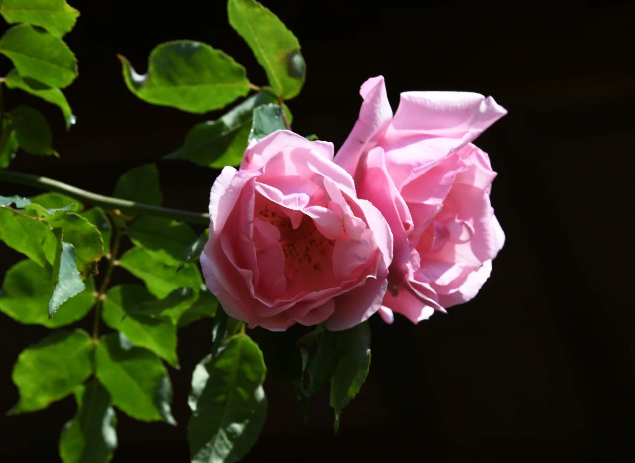 开了!赴一场蔷薇之约,寻一份粉色浪漫