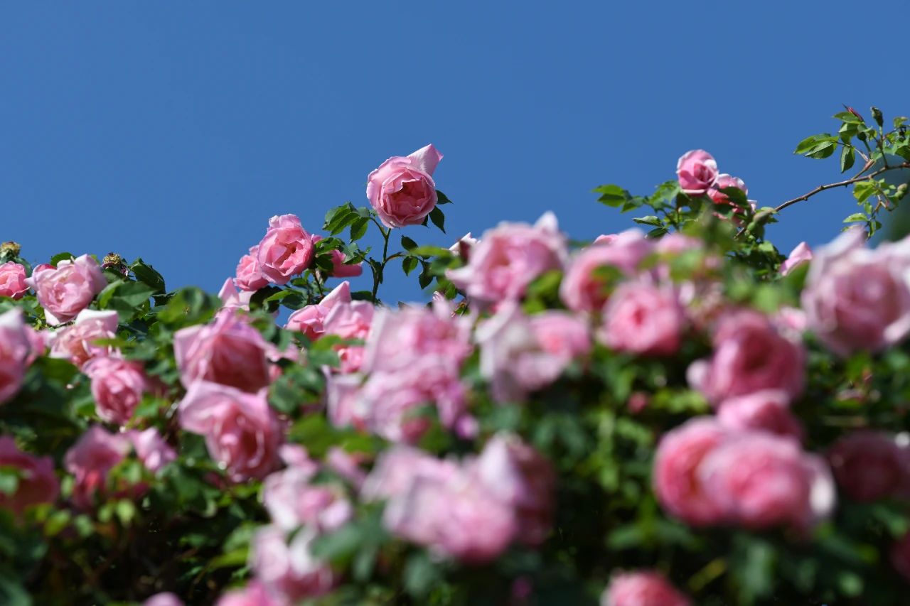 开了!赴一场蔷薇之约,寻一份粉色浪漫