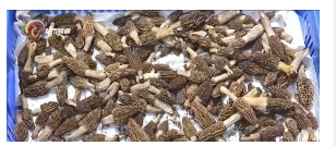 微信截图_20240415175056