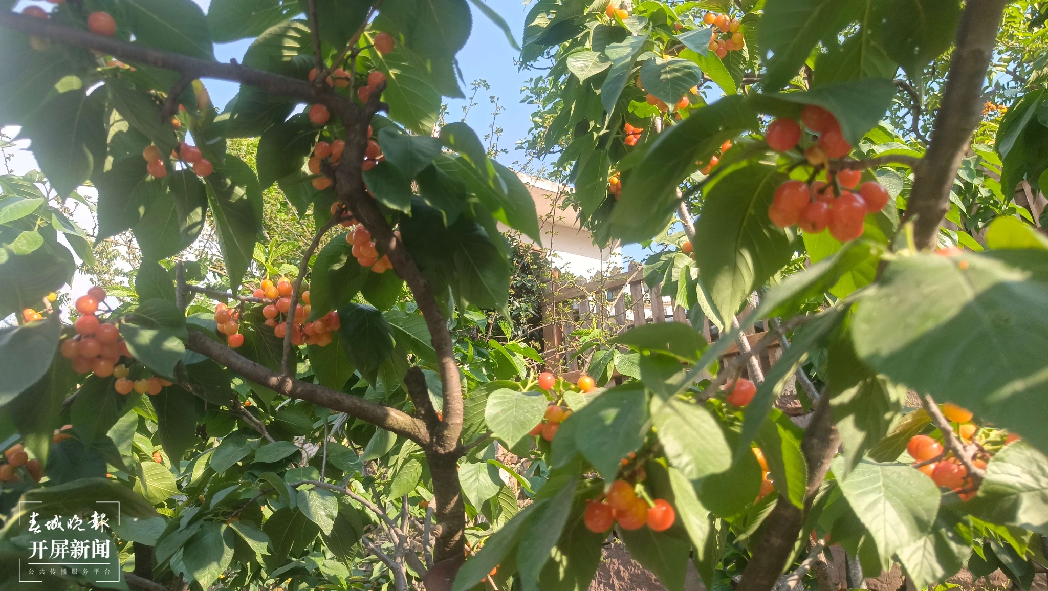 即将成熟上市的樱桃.jpg