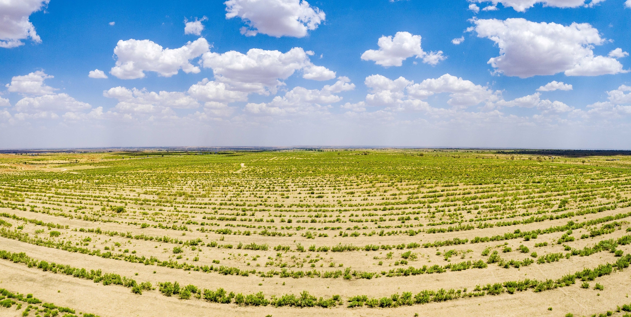 2023年6月7日,内蒙古鄂尔多斯,毛乌素沙漠。