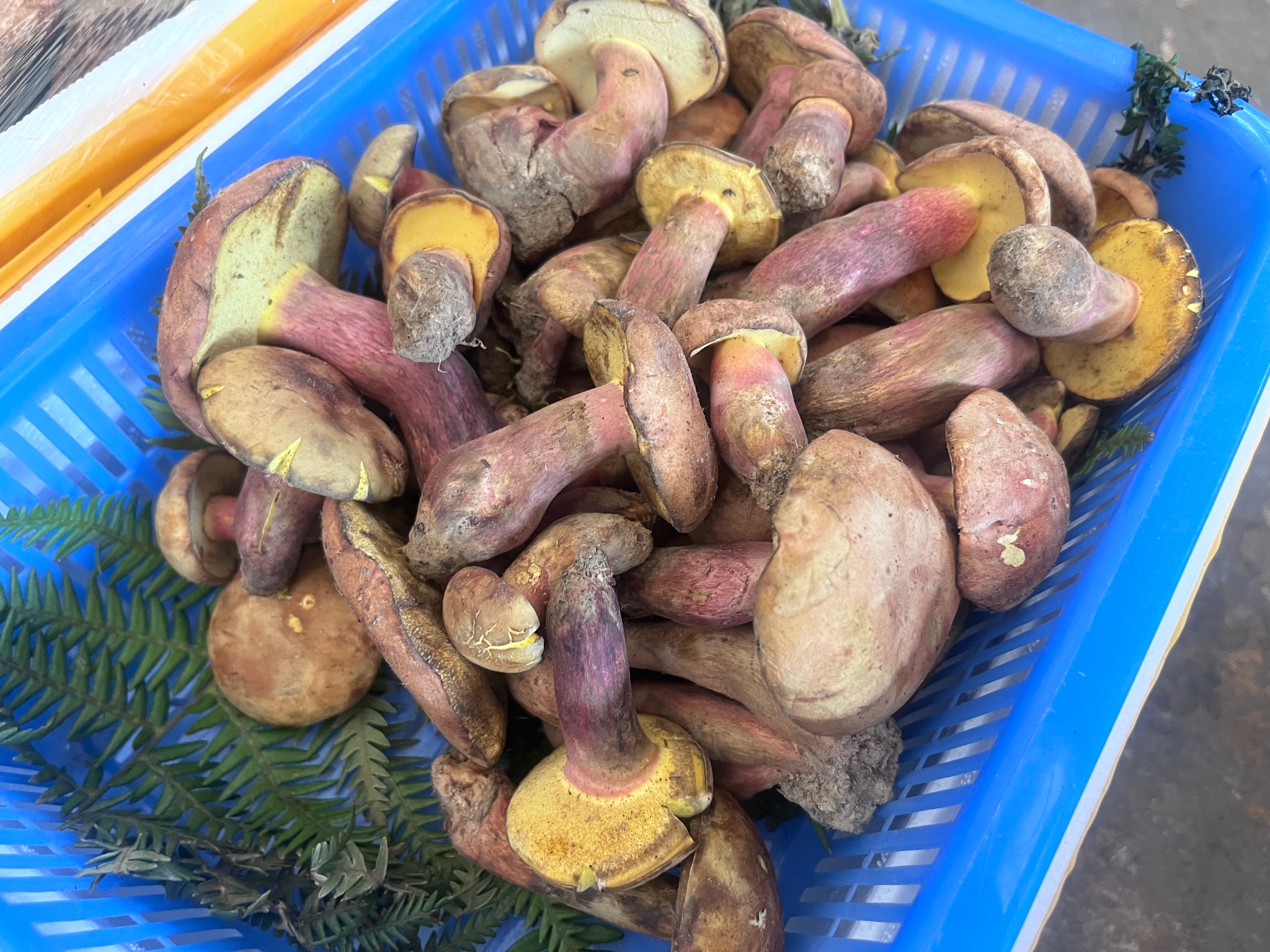 昆明上市今年第二批见手青14002000元公斤