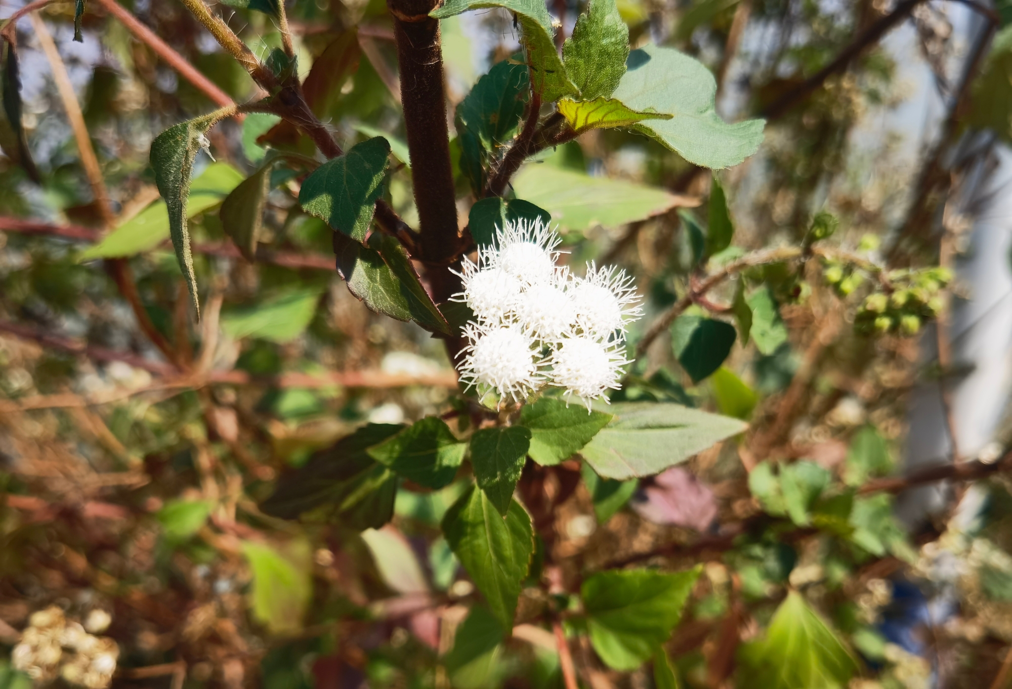 植物头号杀手紫茎泽兰在昆明入侵49万多平方米