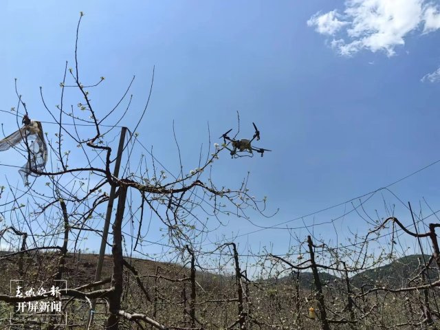 无人机开始给苹果园进行空中授粉作业.jpg