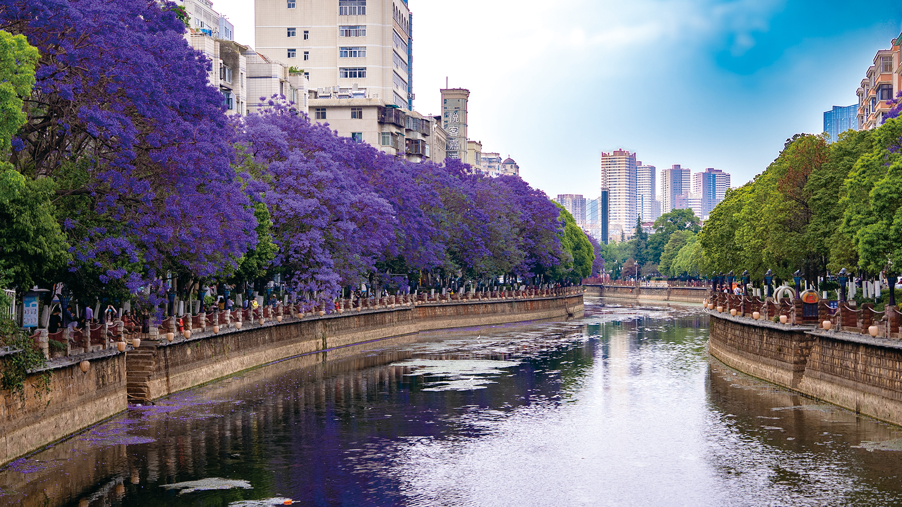 蓝花楹树一年四季图片
