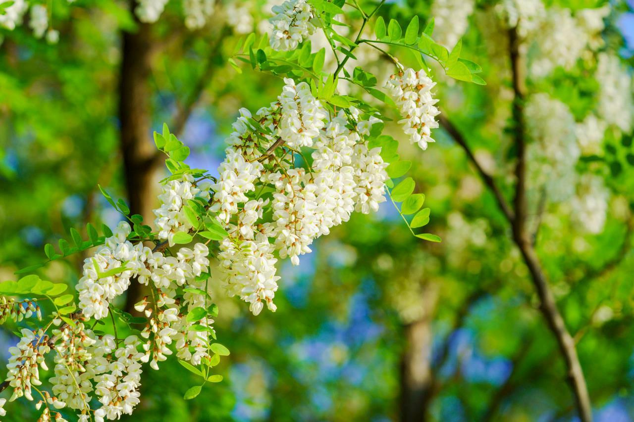 维生素c是苹果的10倍!这种营养丰富的花你吃过吗?