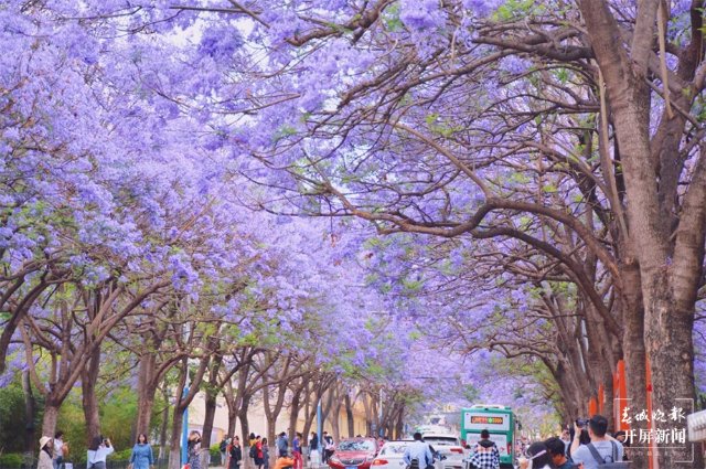 昆明街头的蓝花楹花期已至 昆明市莲华街道办事处供图.jpg