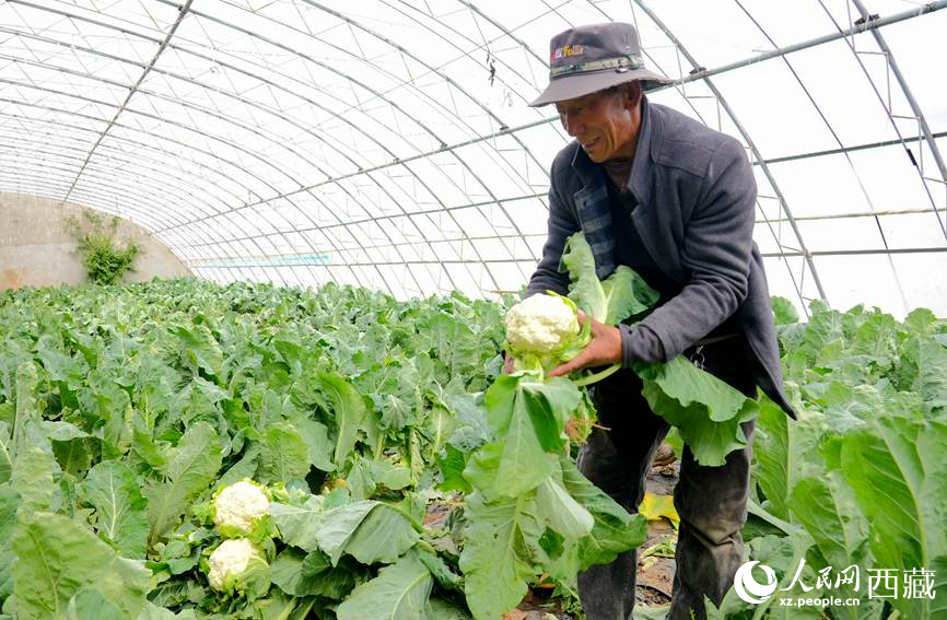 普琼在蔬菜大棚采摘花菜.人民日报记者 琼达卓嘎摄