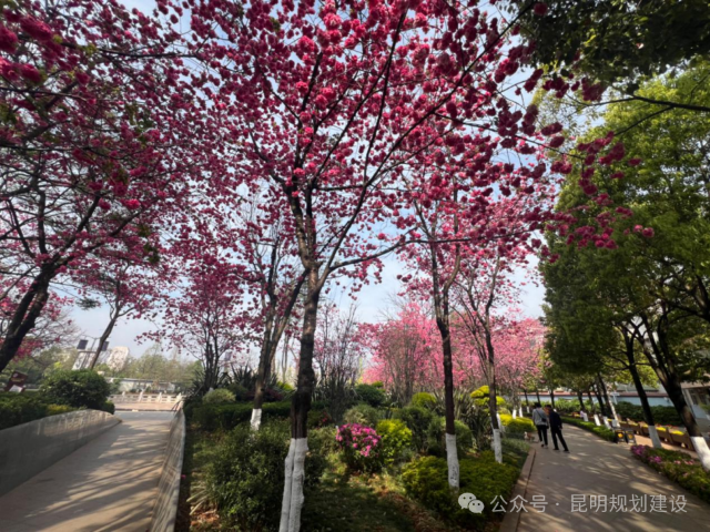 昆明翠湖城市绿道延展了（图源 昆明规划建设）