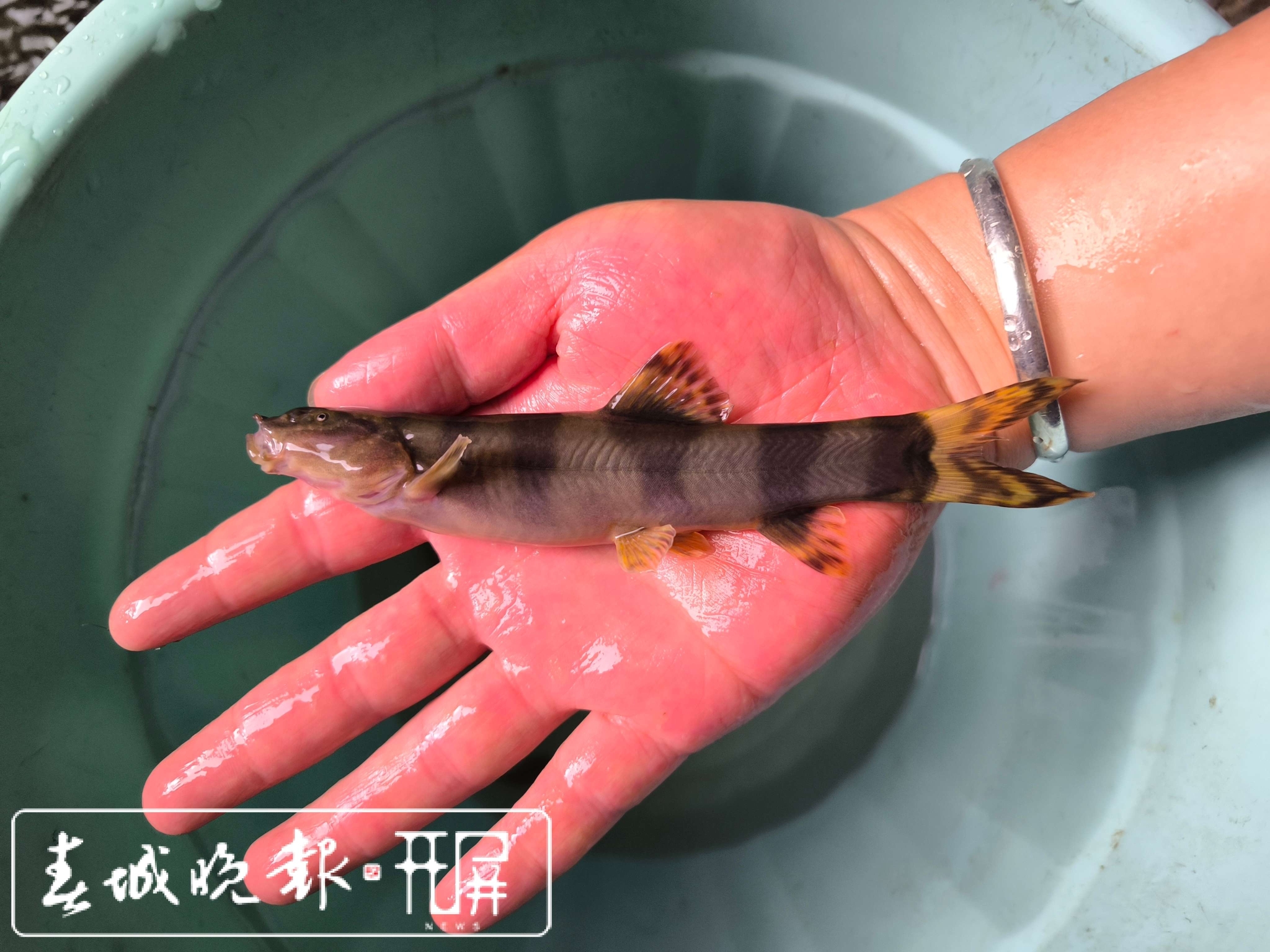 采集到的长薄鳅8.jpg