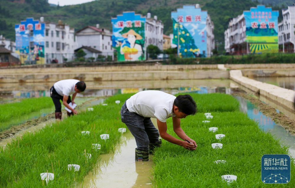贵州岑巩：水稻制种确保稳产增收
