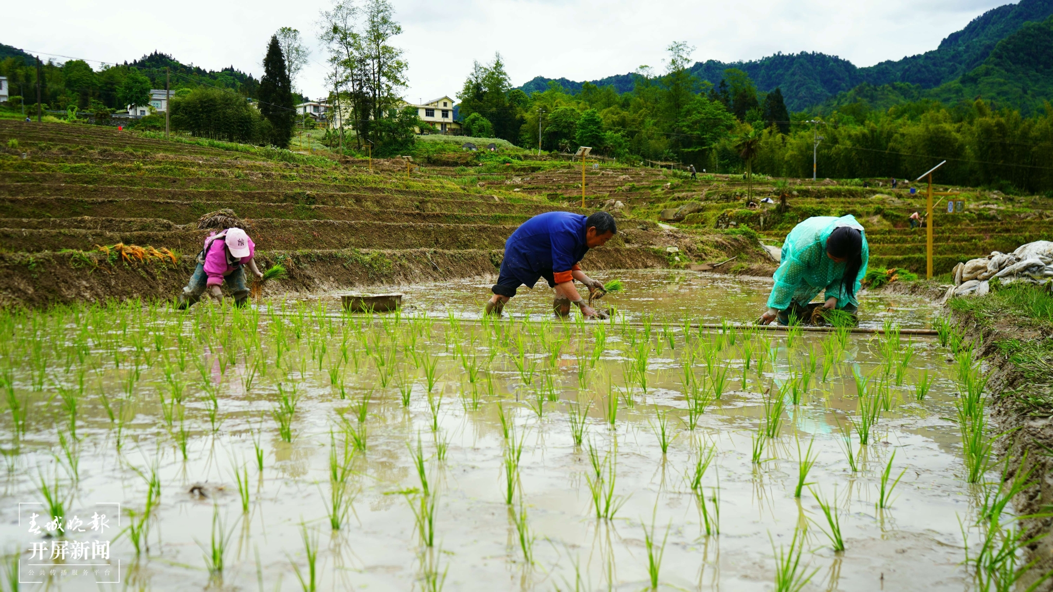 20240505农民抢抓时节忙插秧3.jpg