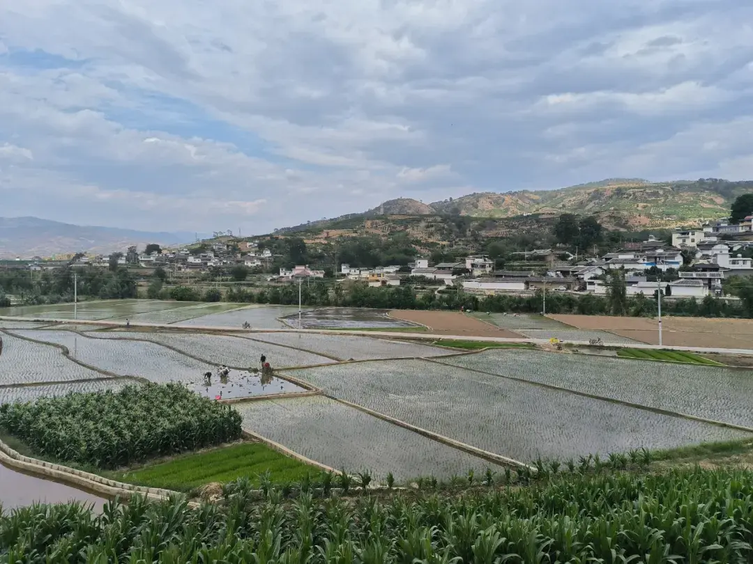丽江华坪:农户插秧忙 沃野披绿装