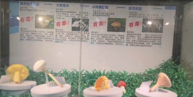 野生菌模型3.jpg