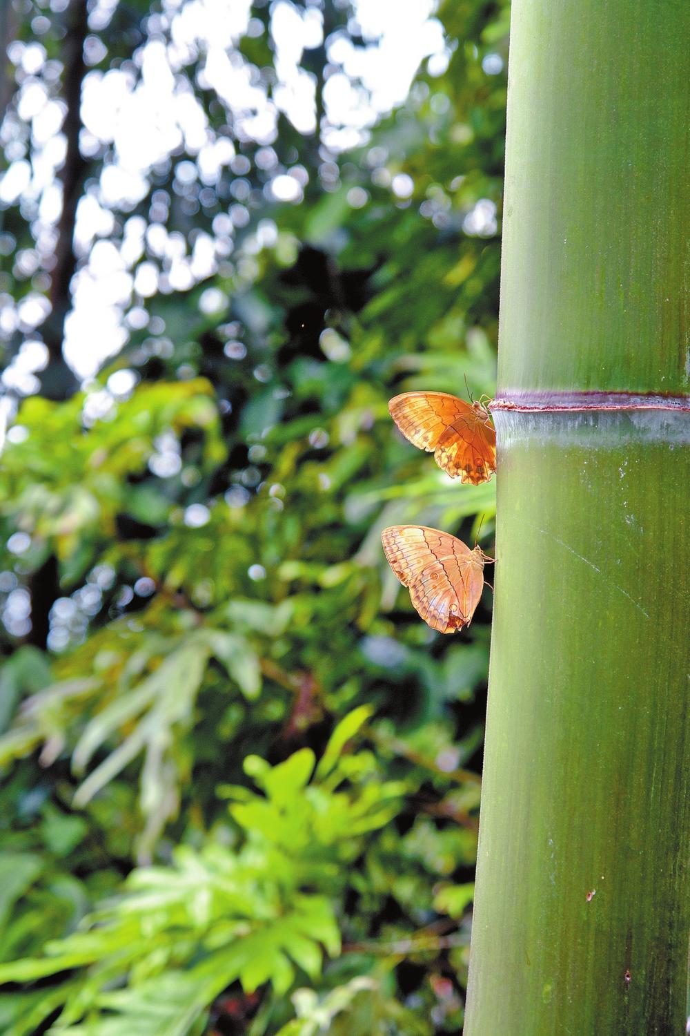 金平近亿只蝴蝶集中羽化