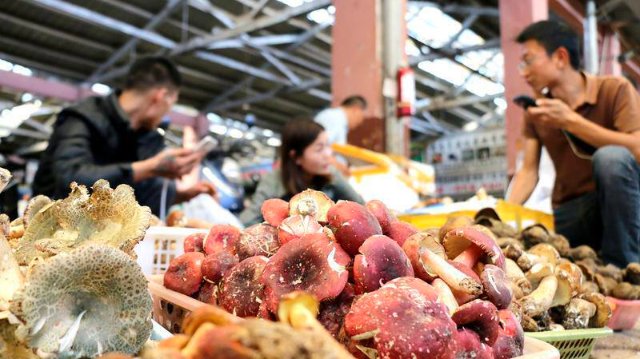 云南木水花野生菌市场菌飘香（图源 云新闻）