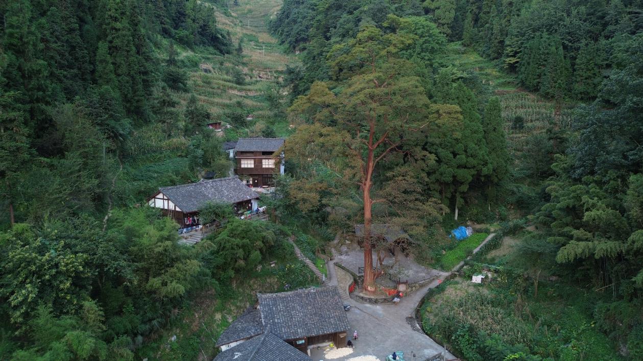 湾子苗寨处于水田乡的主要林区,山林植被覆盖率达95%以上,四周绵延不