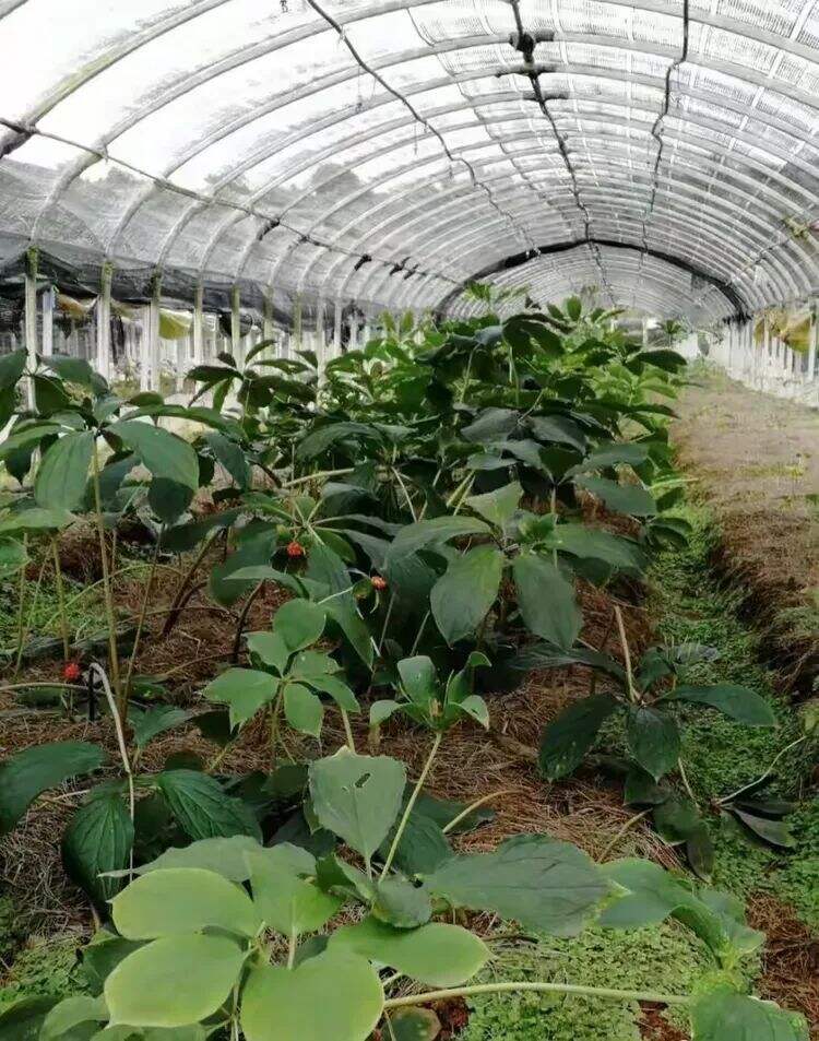 重楼"小基地"种出幸福路