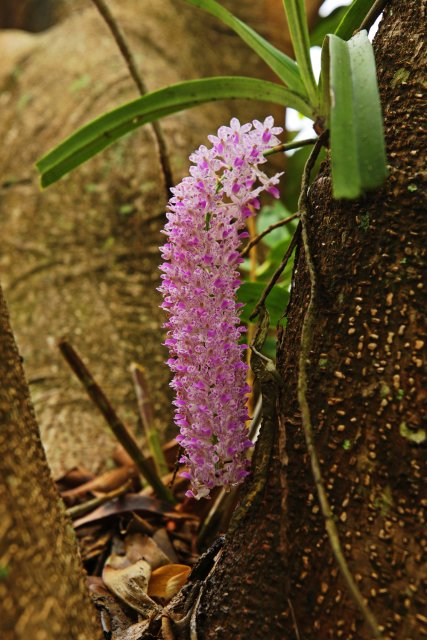 钻喙兰(5月29日)郁云江摄0.jpg