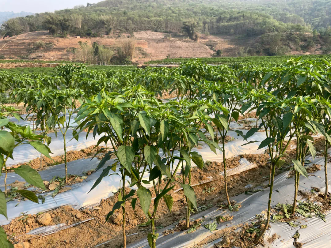 640_wx_fmt=jpeg&tp=webp&wxfrom=5&wx_lazy=1&wx_co=1.webp (4).png