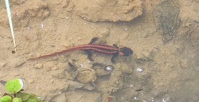 “红瘰疣螈”畅游大关山涧溪流