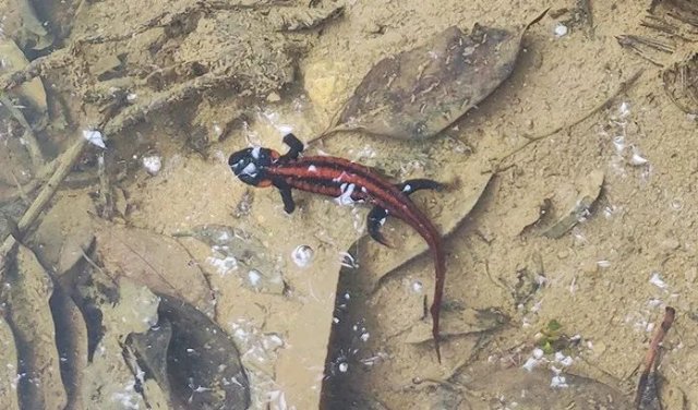 “红瘰疣螈”畅游大关山涧溪流