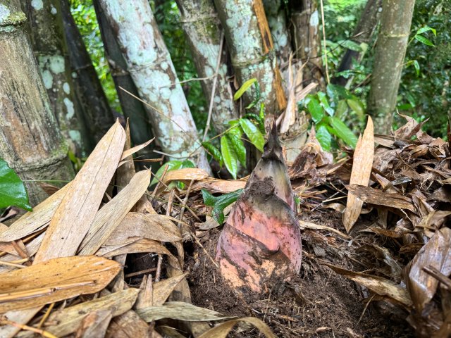 鲜笋,李宫秀摄于水可莫小组竹林 (2).jpg