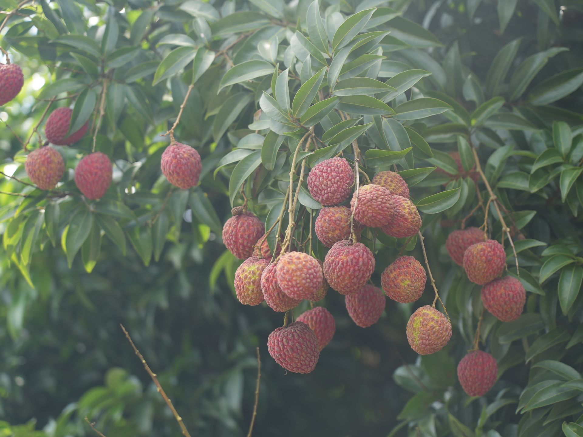 惠报深度丨惠州荔枝如何奔向更美荔的未来?
