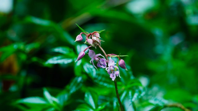镰萼虾脊兰(7月23日)杨荣廷摄.jpg