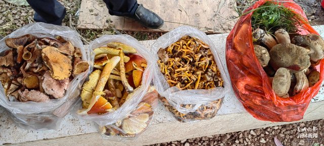 （采访传编辑）美好生活在云南 走，赶菌子Gai克！（有视频） (7).jpg