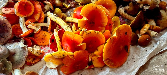 （采访传编辑）美好生活在云南 走，赶菌子Gai克！（有视频） (9).jpg