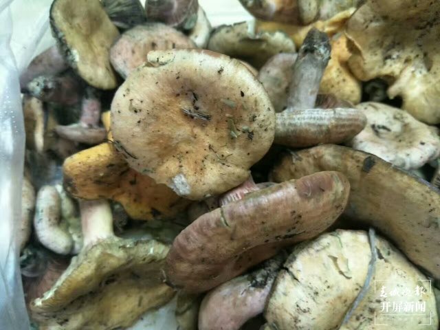 （采访传编辑）美好生活在云南 走，赶菌子Gai克！（有视频） (49).jpg