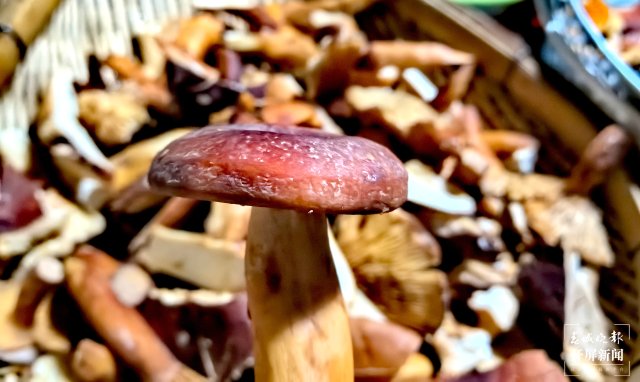 （采访传编辑）美好生活在云南 走，赶菌子Gai克！（有视频） (37).jpg