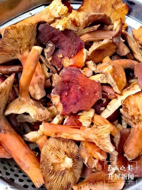 （采访传编辑）美好生活在云南 走，赶菌子Gai克！（有视频） (28).jpg