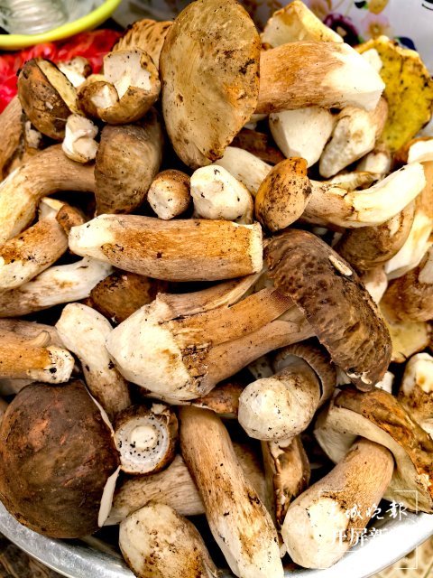 （采访传编辑）美好生活在云南 走，赶菌子Gai克！（有视频） (27).jpg