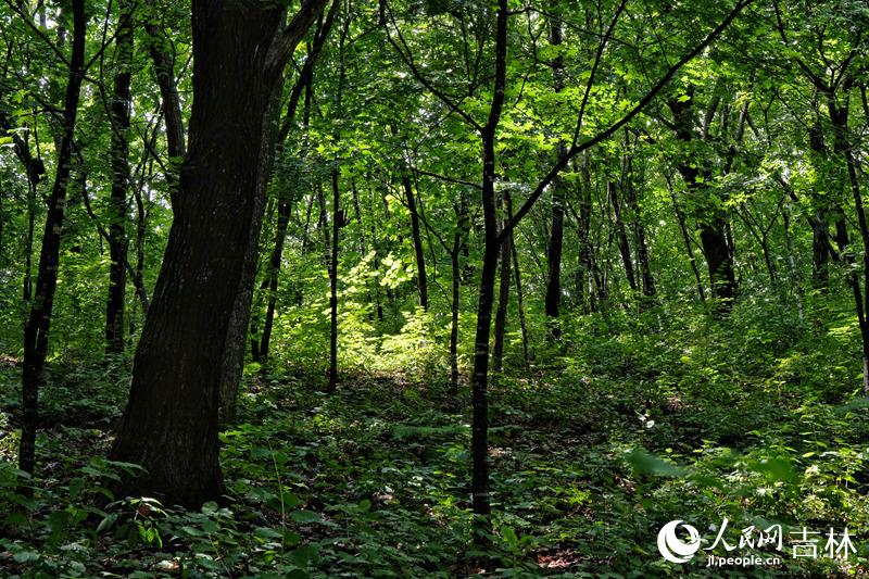 长白山脉森林中,适宜人参生长的环境。人民网记者 李洋摄