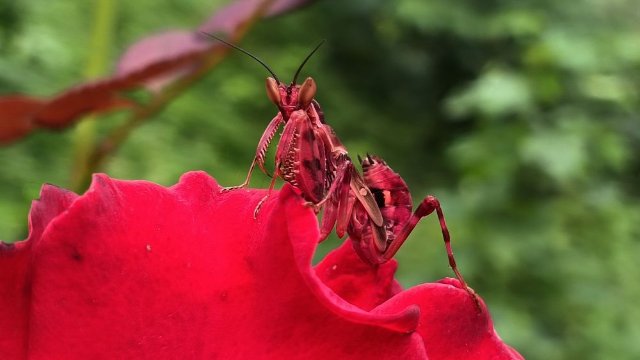 云南宁洱发现罕见红色眼斑螳螂