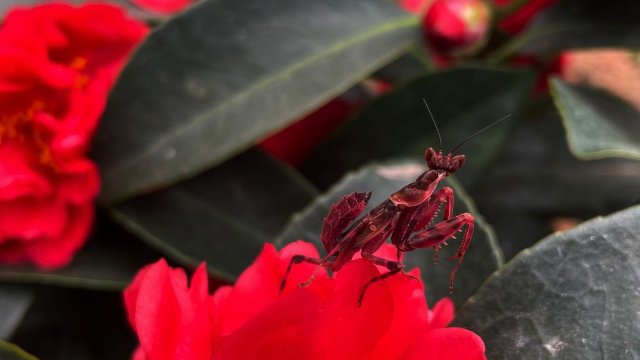 云南宁洱发现罕见红色眼斑螳螂