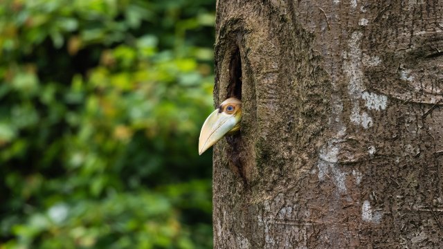 雏鸟探出头好奇地打量着周围的一切 贾雷 摄 .jpg