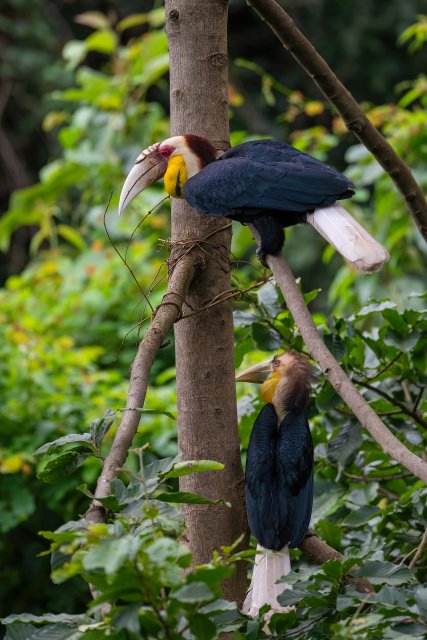 刚出巢的雏鸟和爸爸在一起（张海钰 摄） 拷贝.jpg