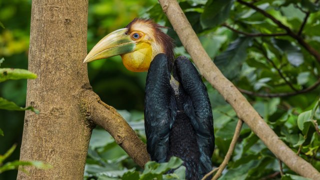 雏鸟出巢后落在旁边树丛中-贾雷 摄 .jpg