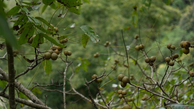 树上的嫩核桃 龙陵县融媒体中心供图.jpg