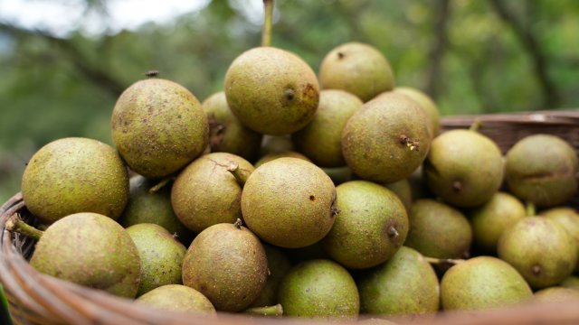 带壳的嫩核桃 龙陵县融媒体中心供图.jpg