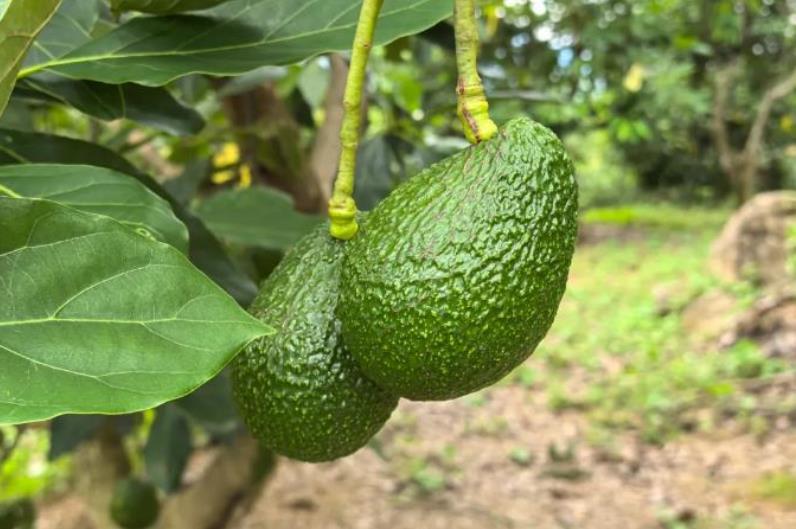 1724895565680148.jpg 360截图20240829093059808.jpg