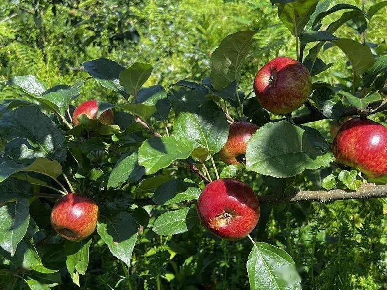 1724895659936229.jpg 360截图20240829093609211.jpg