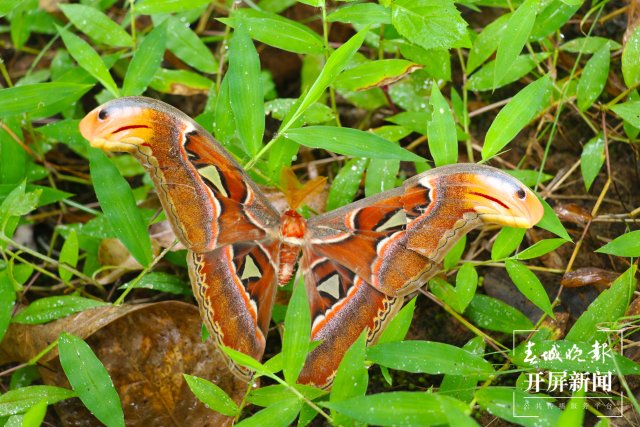 罕见！蛇头蛾身，镇康发现世界最大蛾类乌桕大蚕蛾（李丽君摄2024年9月4日） (1).JPG